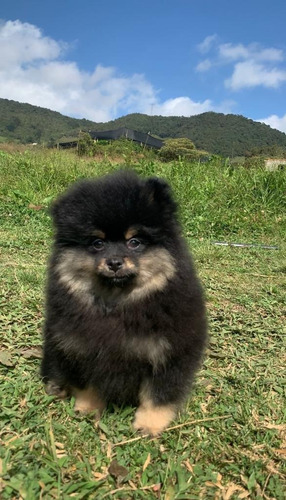 Perros Pomerania Mini Toy Cara De Oso Lulú Ruso Cachorros 