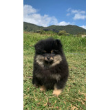 Perros Pomerania Mini Toy Cara De Oso Lulú Ruso Cachorros 