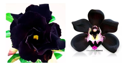 Kit 2 Plantas Preta Negra Especies Orquidea E Rosa Deserto