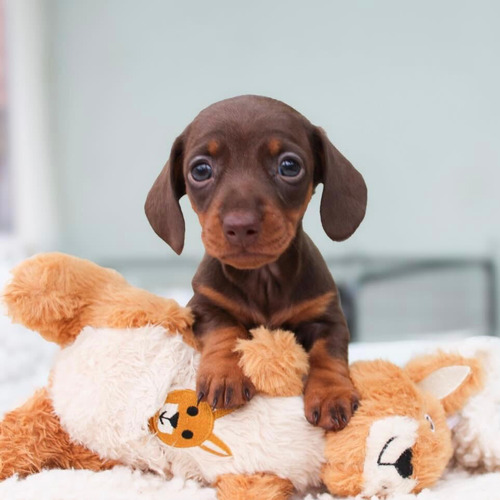 Mini Teckel Chocolate Hembra Perro Salchicha Cachorra