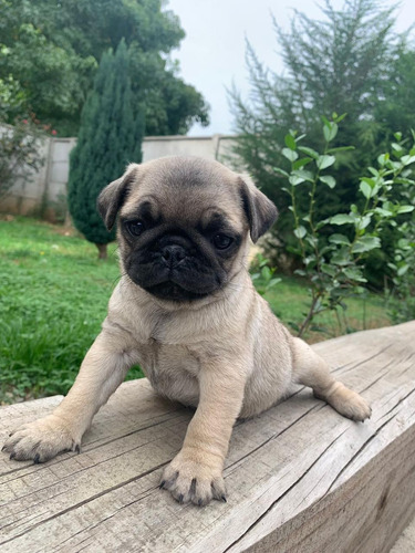 Preciosos Pug Carlino