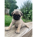 Preciosos Pug Carlino