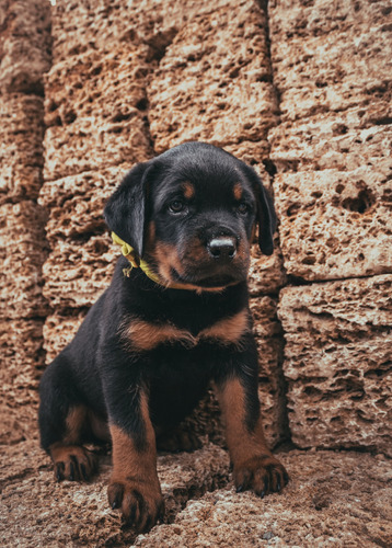 Eminente Rottweiler Gran Pedigri Chip Garantía Dvida 8