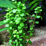 Bacopa Monieri