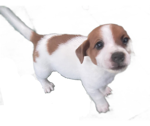 Cachorros Jack Russell Terrier