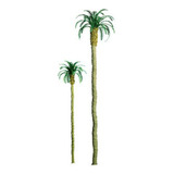 Palmera 1 