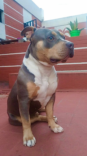 Pitbull Blue Tricolor Cachorros