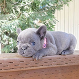 Cachorros Bulldog Francés Bull Dog Frances Perrito Perros