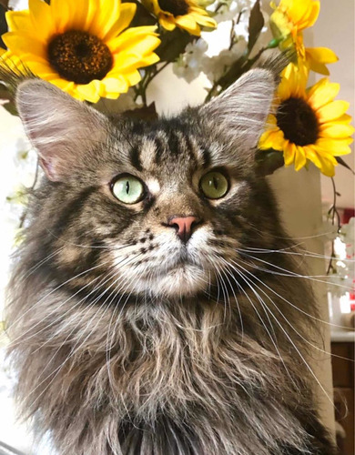 Gatito Maine Coon Sin Registro, Hermosos, Grandes Y Cariñoso