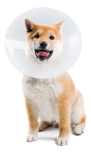 Collar Isabelino Para Mascota Protección N° 6 Perro Premium