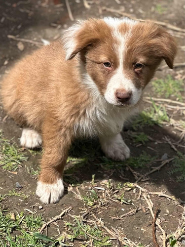 Cachorros Border Collie