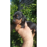 Dachshunt Salchichas Mini 