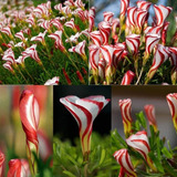 Semillas De Flor Oxalis Versicolor Envío A Todo Chile