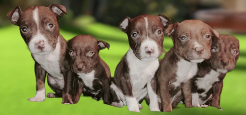 Cachorros Apbt American Pit Bull Terrier