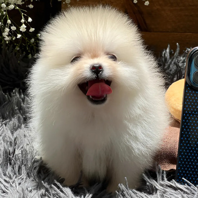 Cachorras Pomerania Hembras Mini Con Microchip. | Meses sin interés