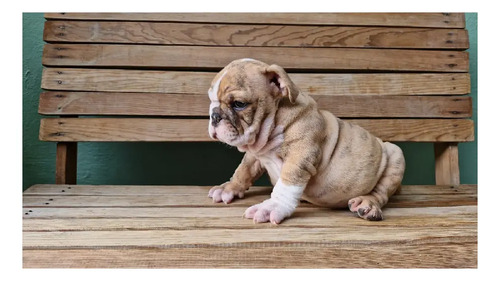 Bulldog Inglés Gordo Moloso Triple Carrier Chocomerle | MercadoLibre