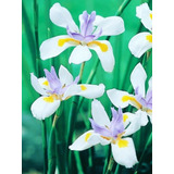 Dietes Grandiflora Maceta 3 Litros 