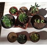Suculentas Y Cactus   Pack 2  Yita Little Garden  