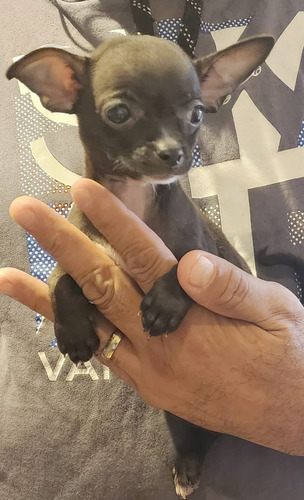 Chihuahua Macho