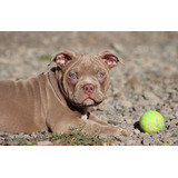 American Bully Cachorros De 3 Meses 