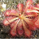 Drosera Spatulata X Ultramafica T Chico - Plantas Carnívoras