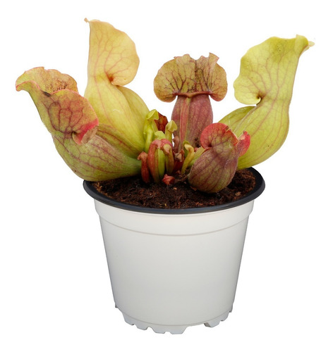 Plantas Carnivoras Sarracenia Purpúrea 12cm