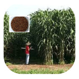 Semente Sorgo Forrageiro Gigante  Santa Elisa 25kg Promoção