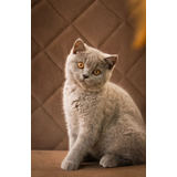 Gato British Shorthair Fêmea - Miau British # Pedigree #