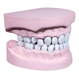 Modelo Dentadura Odontologo Dentista