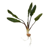 Pack 4 Planta Para Acuario Cryptocoryne Wendtii Green, 25 Cm