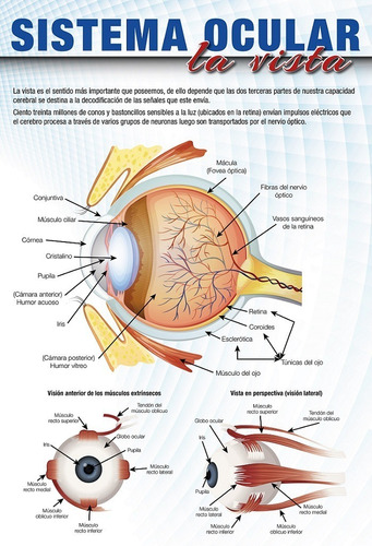 Posters El Sistema Ocular