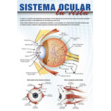 Posters El Sistema Ocular