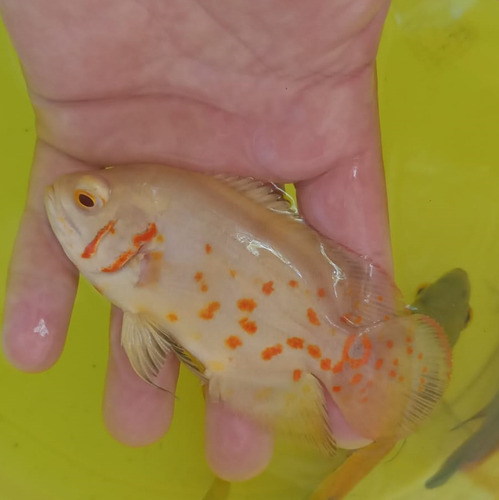 Oscar Albino | 7 A 8 Cm | Comendo Ração | Peixe Ornamental