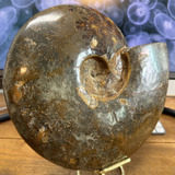 Amonita Madagascar Fosil Ammonite 3.410 Kg Triple Aaa