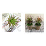 Planta Artificial Ornamental  Mini Agave 20 Cm Decoração