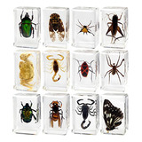 12 Piezas De Espécimen De Resina Para Insectos, Taxidermia D
