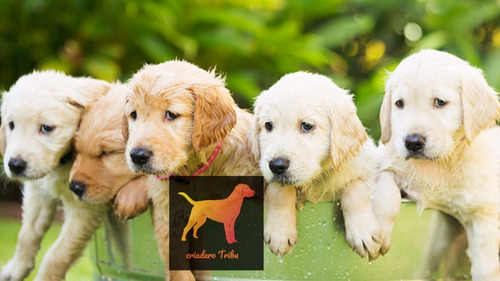 Cachorros Golden Puros 100% Con Regalito Sorpresa