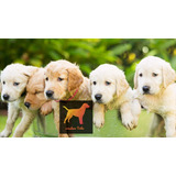 Cachorros Golden Puros 100% Con Regalito Sorpresa