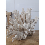 Coral Marino Cuernos Natural Blanco