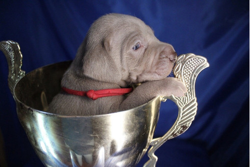 Sublime Linaje Campeones Weimaraner Selectos