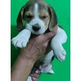 Perritos Beagles Tricolor Y Bicolor... 45 Días De Nacidos! 