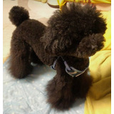 Caniche Toy Hembra  Marron- Chocolate .linaje De Campeones