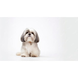 Cachorros Shih Tzu