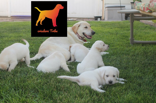 Labrador Hembritas Con Tubo Pelotitas De Regalo