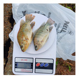 Juvenis De Tilapia Gift 7000, 70 Gramas Cada De Origem Compr