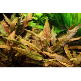 Cryptocoryne Wendtii Brown P. Acuática!!!