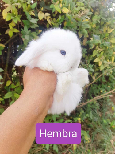 Conejos Mini Lop (orejas Caidas)