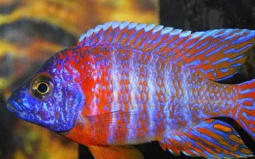 Peixe Aulonocara Red Sided , Uma Das Mais Raras Top De Mais 