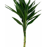 Mudas Bambu Da Sorte Planta 5 Hastes Para Decoração Promoção