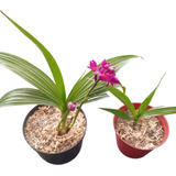 Planta Orquidea Filipina (de Interior O Exterior)